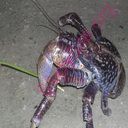 crab (Oops! image not found)